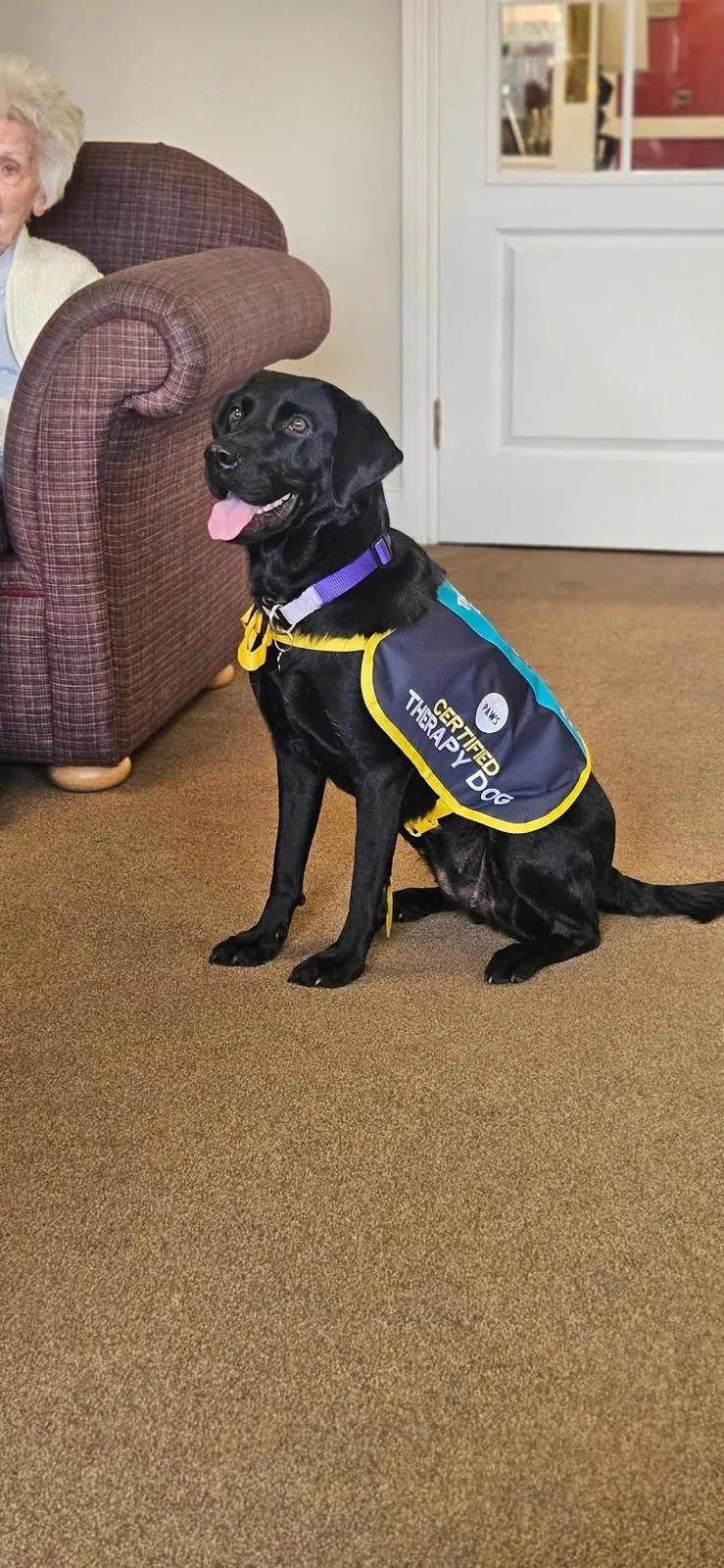 Shadow wearing her certified therapy dog vest during a care-setting visit.